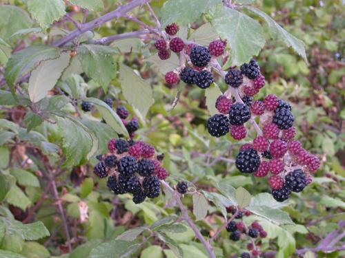 Fotografia de jes�s - Galeria Fotografica: mis flores II - Foto: zarzamora