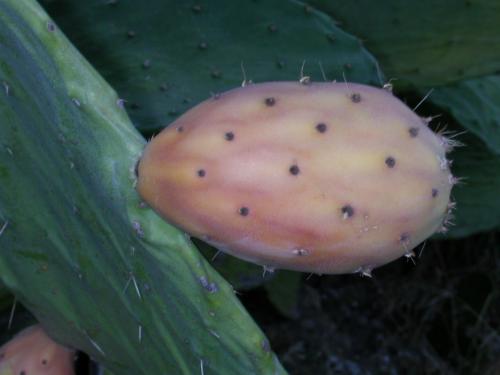 Fotografia de jes�s - Galeria Fotografica: mis flores II - Foto: chumbo