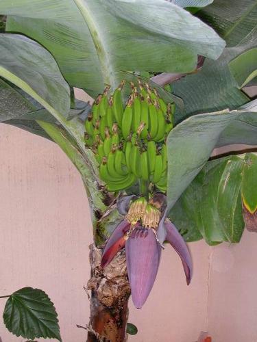 Fotografia de jes�s - Galeria Fotografica: mis flores II - Foto: pl�tano