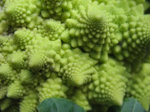 Fotografia de jes�s - Galeria Fotografica: mis flores II - Foto: brocoli