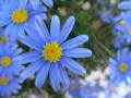 Fotos de jes�s -  Foto: mis flores II - 