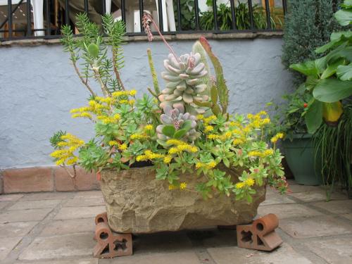 Fotografia de jes�s - Galeria Fotografica: mis flores II - Foto: 