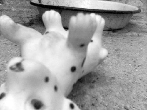 Fotografia de FabinLarrea - Galeria Fotografica: el perro fantasma - Foto: 