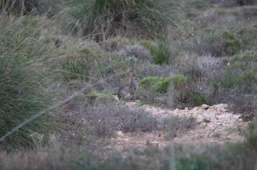 Fotografia de santiky - Galeria Fotografica: SANTIKY - Foto: LIEBRE