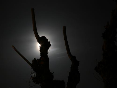 Fotografia de Busca2 - Galeria Fotografica: En la Noche - Foto: Lo que esconde la Rama