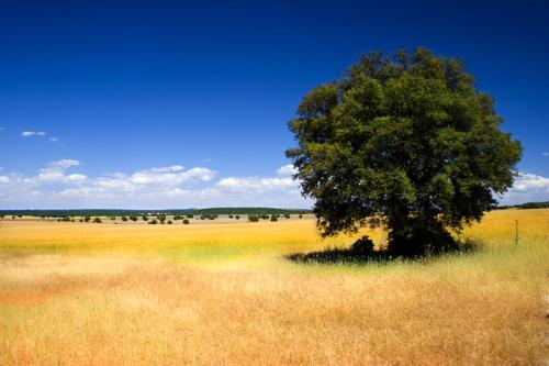 Fotografia de Yez - Galeria Fotografica: Paisajes Manchegos - Foto: Paisajes Manchegos I