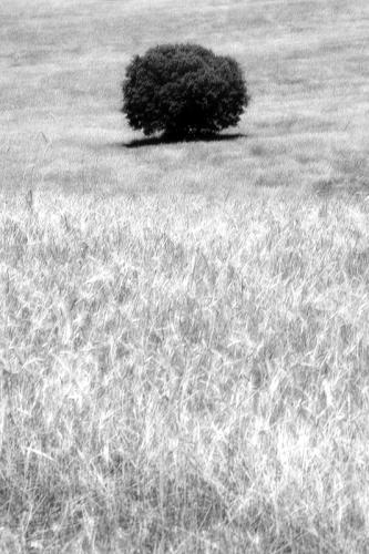 Fotografia de Yez - Galeria Fotografica: Paisajes Manchegos - Foto: Paisajes Manchegos X