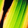 Fotos de Beizhe -  Foto: The First Day - Banana leaf