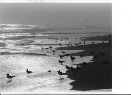 Fotografia de Atilio - Galeria Fotografica: INICIACION - Foto: Gaviotas en playa San Pedro