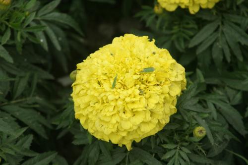 Fotografia de Atilio - Galeria Fotografica: INICIACION - Foto: Flores