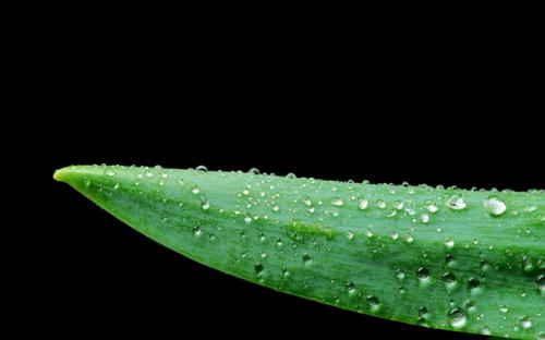 Fotografia de Karla Ledesma - Galeria Fotografica: Close Ups - Foto: 