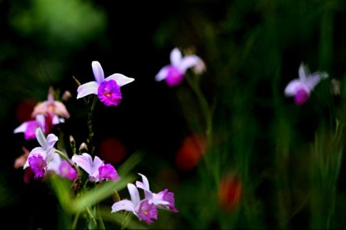 Fotografia de Juan Carlos Arbelaez - Galeria Fotografica: Varios - Foto: 