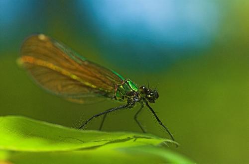 Fotografia de Sin Nombre - Galeria Fotografica: fotos de naturaleza - Foto: caballito del diablo