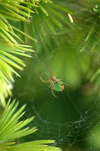 Fotografia de Sin Nombre - Galeria Fotografica: fotos de naturaleza - Foto: pequea araa verde