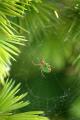 Foto de  Sin Nombre - Galería: fotos de naturaleza - Fotografía: pequea araa verde