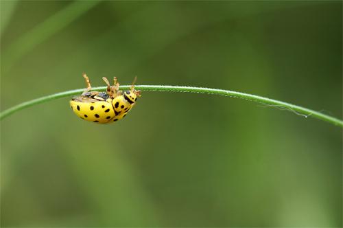 Fotografia de Sin Nombre - Galeria Fotografica: fotos de naturaleza - Foto: mariquita amarilla