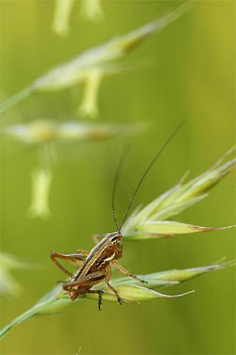 Fotografia de Sin Nombre - Galeria Fotografica: fotos de naturaleza - Foto: cria de grillo