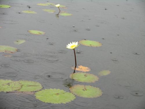Fotografia de Almendras Amargas - Galeria Fotografica: Centroamrica I - Foto: 