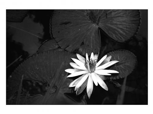 Fotografia de Jair - Galeria Fotografica: Portafolio personal - Foto: Naturaleza