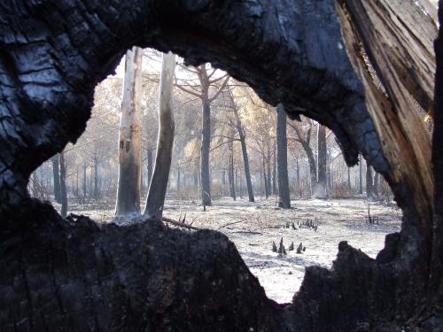 Fotografia de man - Galeria Fotografica: Incendio de Conil (Foto-denuncia) - Foto: 