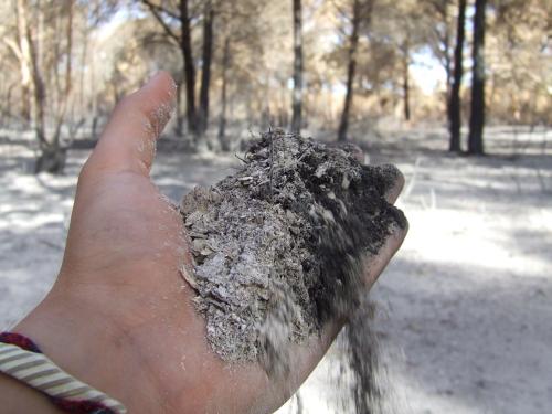 Fotografia de man - Galeria Fotografica: Incendio de Conil (Foto-denuncia) - Foto: 