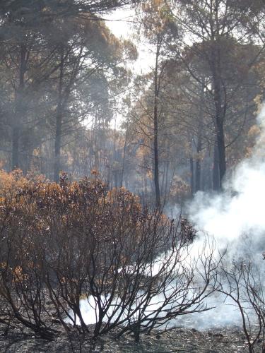 Fotografia de man - Galeria Fotografica: Incendio de Conil (Foto-denuncia) - Foto: 