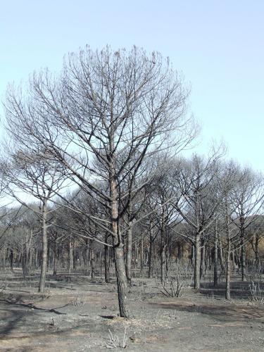 Fotografia de man - Galeria Fotografica: Incendio de Conil (Foto-denuncia) - Foto: 