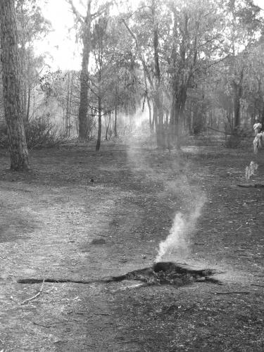 Fotografia de man - Galeria Fotografica: Incendio de Conil (Foto-denuncia) - Foto: 