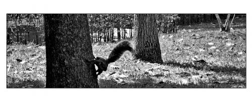 Fotografia de Jair - Galeria Fotografica: Portafolio personal - Foto: Ardilla