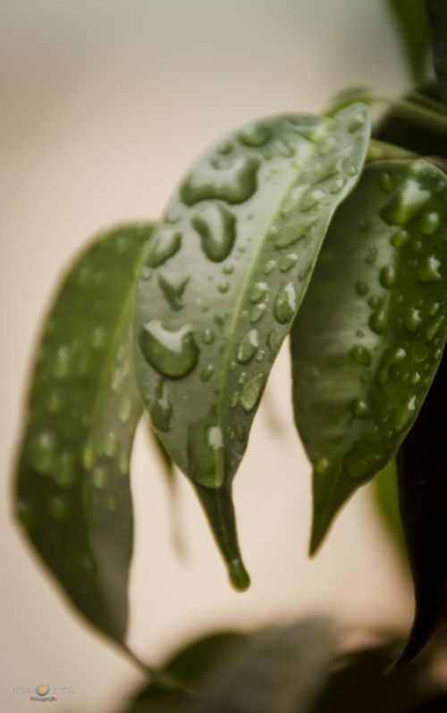 Fotografia de Pablo Lopez Gaviola - Galeria Fotografica: Verde Otoo - Foto: 