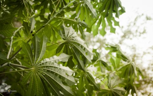 Fotografia de Pablo Lopez Gaviola - Galeria Fotografica: Verde Otoo - Foto: 