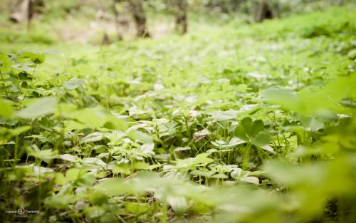 Fotografia de Pablo Lopez Gaviola - Galeria Fotografica: Verde Otoo - Foto: 
