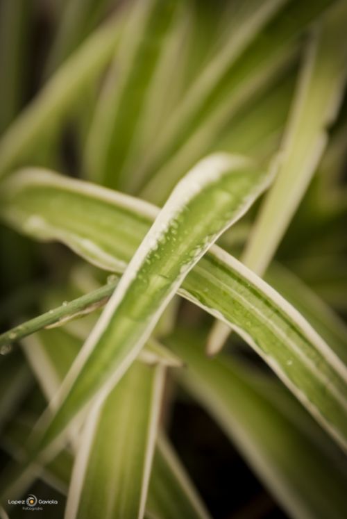 Fotografia de Pablo Lopez Gaviola - Galeria Fotografica: Verde Otoo - Foto: 