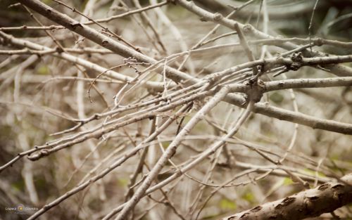 Fotografia de Pablo Lopez Gaviola - Galeria Fotografica: Verde Otoo - Foto: 