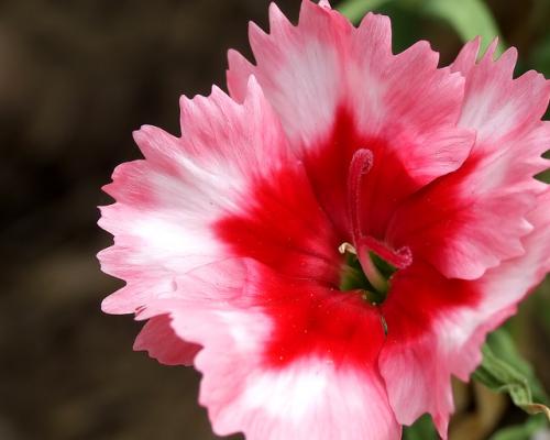 Fotografia de Roberto Garca - Galeria Fotografica: Portfolio01 - Foto: Explosin