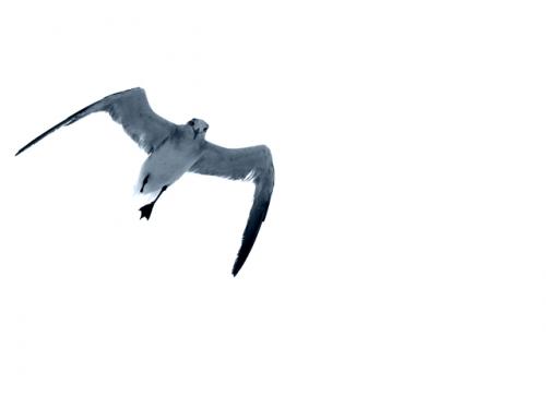 Fotografia de Roberto Garca - Galeria Fotografica: Portfolio01 - Foto: Sobreviviente