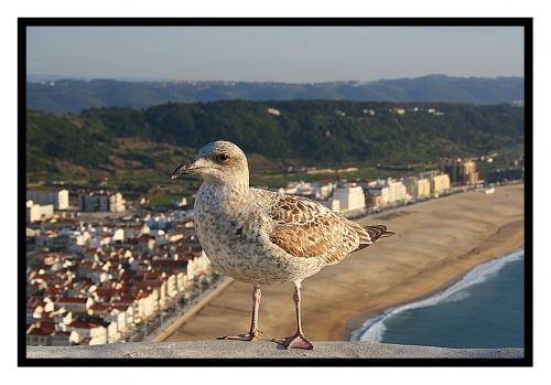 Fotografia de paulo custodio - Galeria Fotografica:   O MEU VERDADEIRO AMOR - Foto: ESTOU AQUI!!