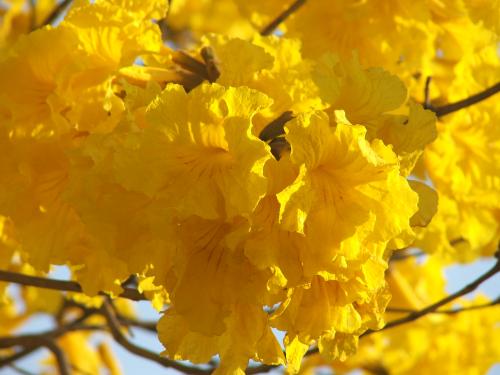 Fotografia de vitreux - Galeria Fotografica: Tucuman - Foto: Flor de Lapacho