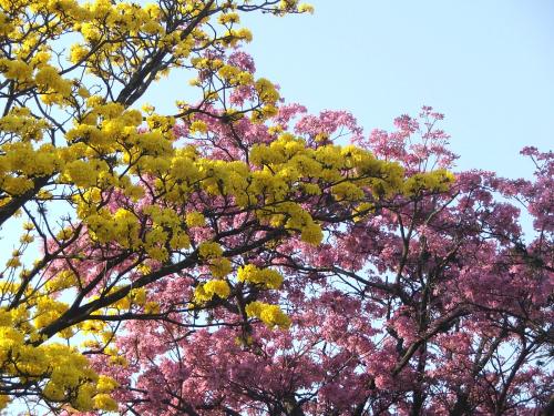 Fotografia de vitreux - Galeria Fotografica: Tucuman - Foto: Lapacho