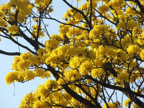 Fotografia de vitreux - Galeria Fotografica: Tucuman - Foto: El Lapacho Amarillo