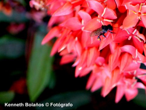 Fotografia de Kenneth Bolaos Foto Lux - Galeria Fotografica: Varias - Foto: 