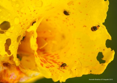 Fotografia de Kenneth Bolaos Foto Lux - Galeria Fotografica: Varias - Foto: 