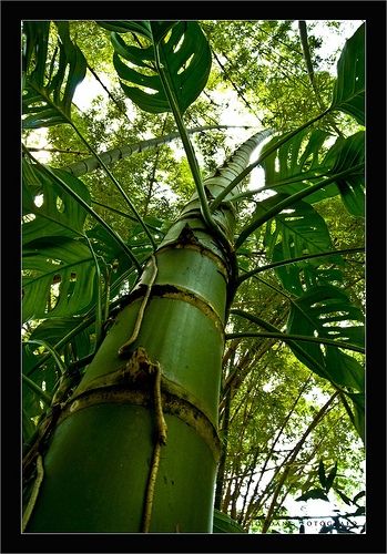 Fotografia de Ojo Areo - Galeria Fotografica: Colores - Foto: Verde hacia el cielo