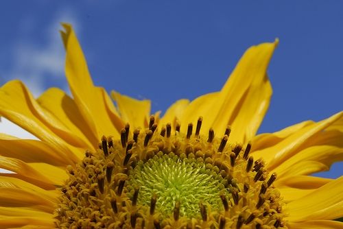 Fotografia de Ojo Areo - Galeria Fotografica: Colores - Foto: Amarillo hacia el sol