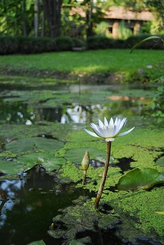 Fotografia de Ojo Areo - Galeria Fotografica: Colores - Foto: Loto