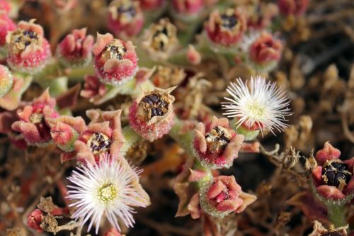 Fotografia de charlie church - Galeria Fotografica: lanzarote - Foto: flora volcnica 1