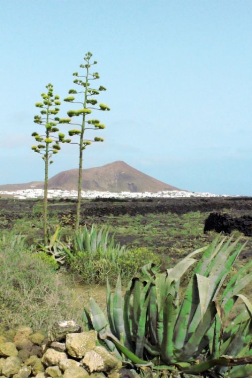 Fotografia de charlie church - Galeria Fotografica: lanzarote - Foto: paisaje volcanico