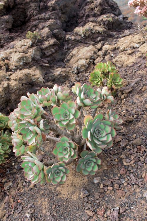 Fotografia de charlie church - Galeria Fotografica: lanzarote - Foto: flora volcanica 2