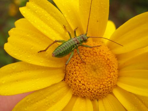 Fotografia de loureirodaqui - Galeria Fotografica: Flores e insectos - Foto: Orthoptero