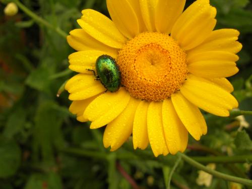 Fotografia de loureirodaqui - Galeria Fotografica: Flores e insectos - Foto: Coleoptero